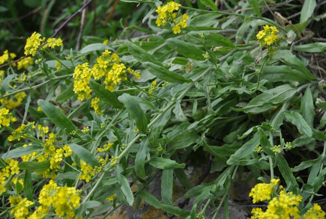 Aurinia saxatilis subsp. megalocarpa (= Alyssum saxatile ) / Alisso sassicolo
