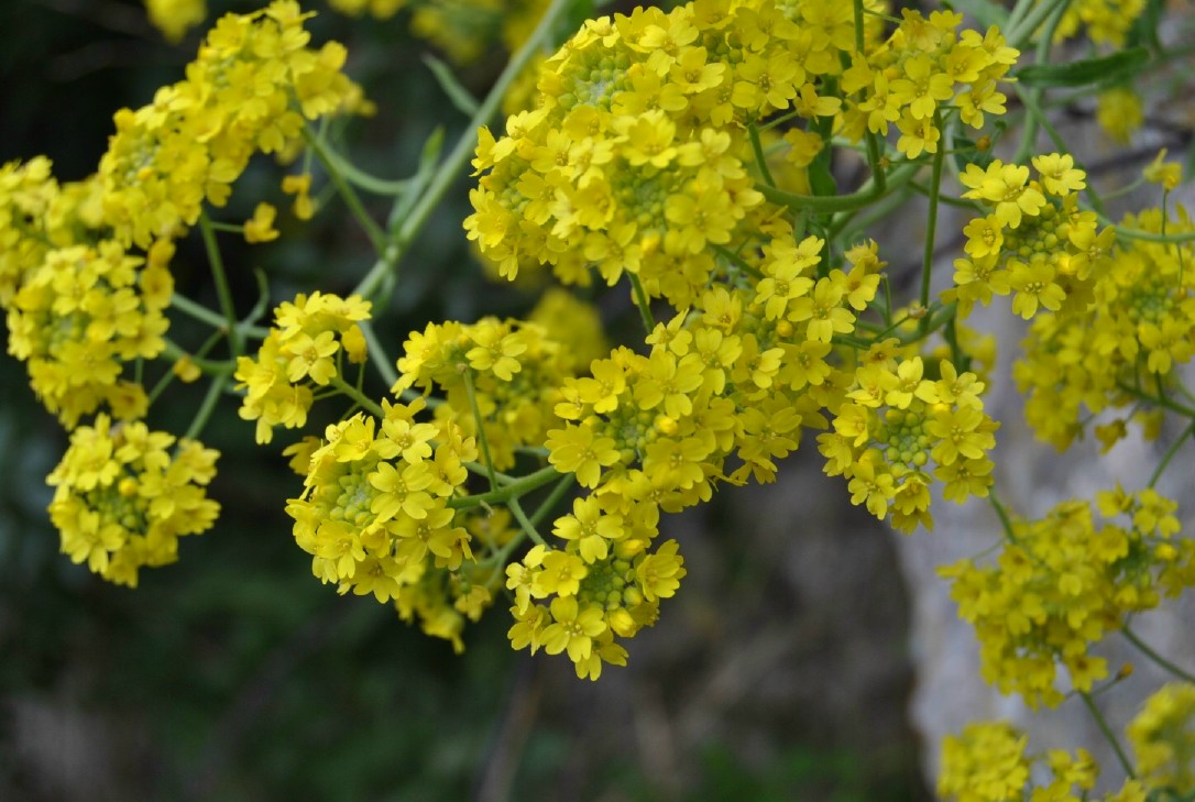 Aurinia saxatilis subsp. megalocarpa (= Alyssum saxatile ) / Alisso sassicolo