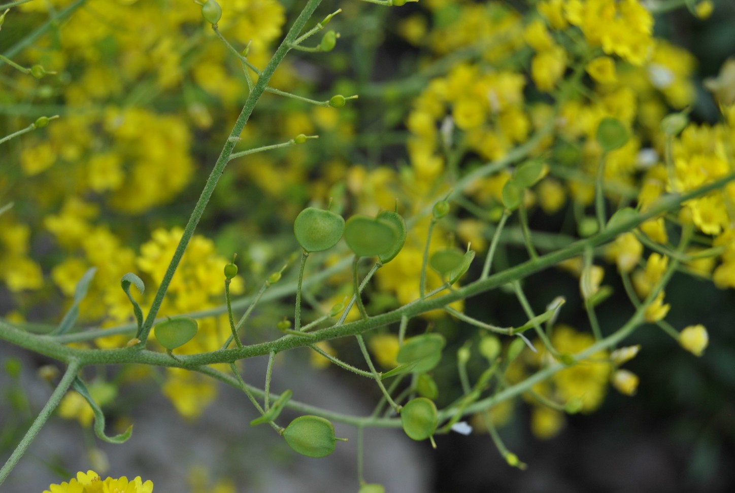 Aurinia saxatilis subsp. megalocarpa (= Alyssum saxatile ) / Alisso sassicolo