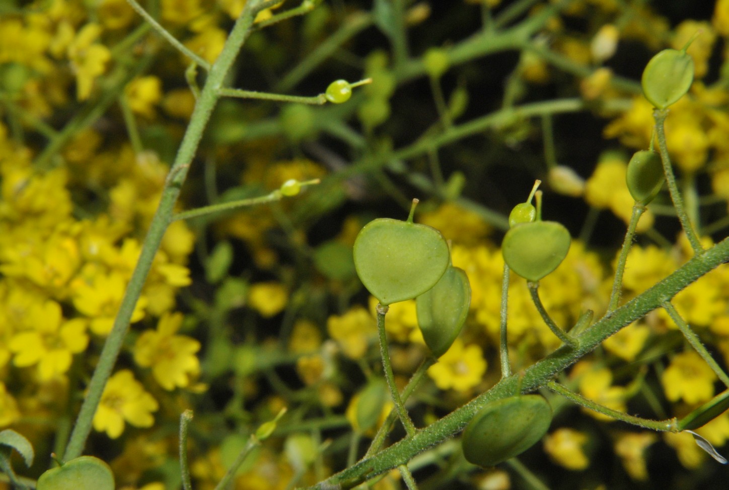 Aurinia saxatilis subsp. megalocarpa (= Alyssum saxatile ) / Alisso sassicolo