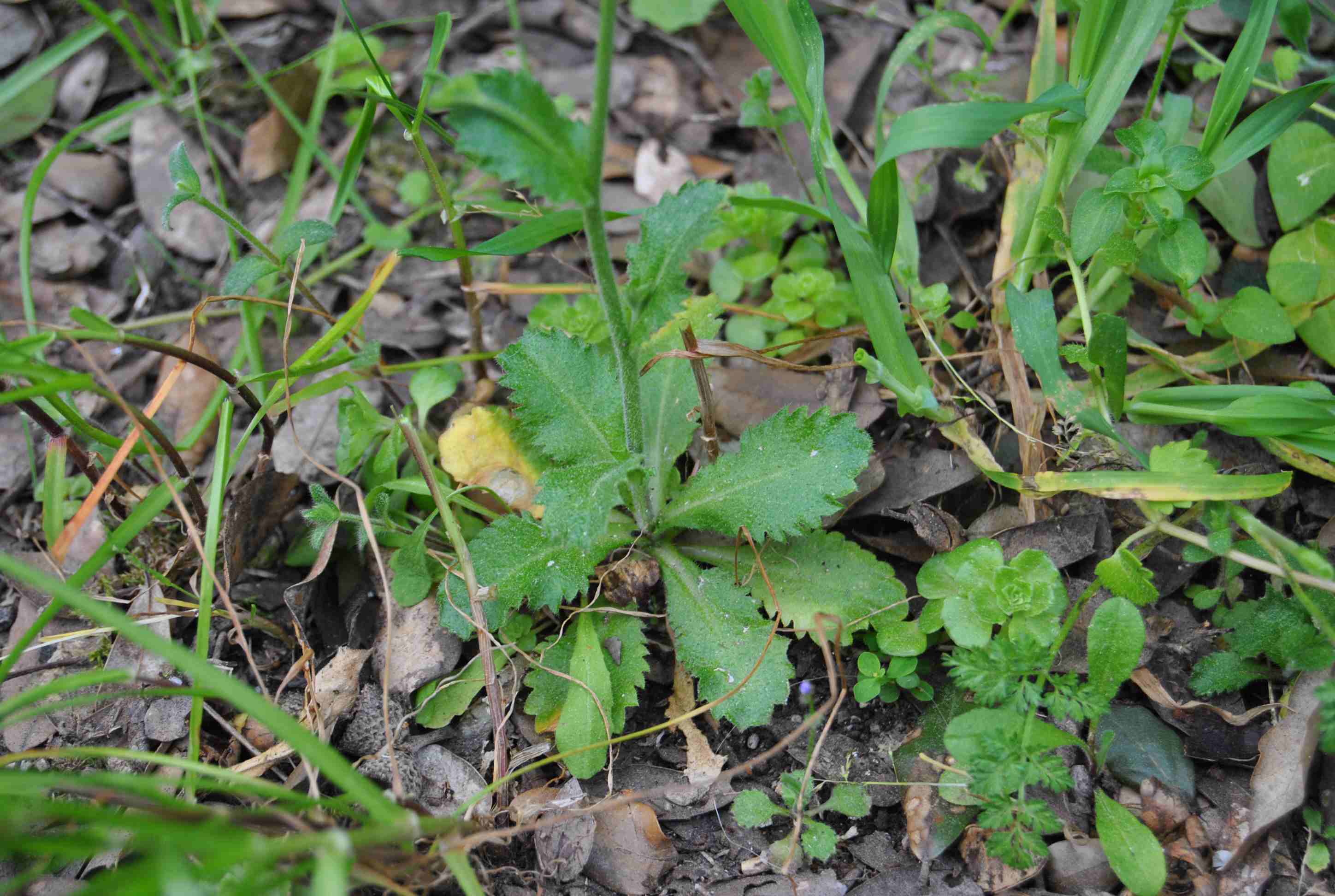 Arabis verna / Arabetta primaverile