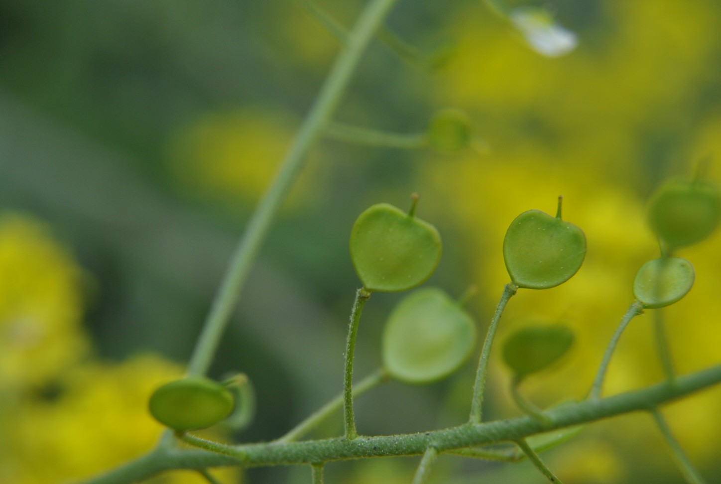 Aurinia saxatilis subsp. megalocarpa (= Alyssum saxatile ) / Alisso sassicolo