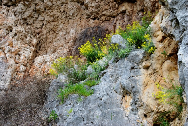 Aurinia saxatilis subsp. megalocarpa (= Alyssum saxatile ) / Alisso sassicolo