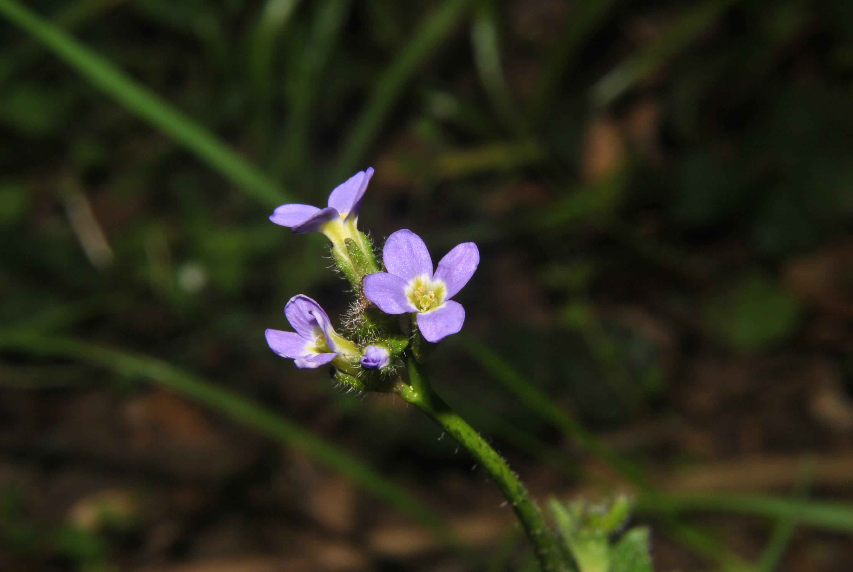 Arabis verna / Arabetta primaverile