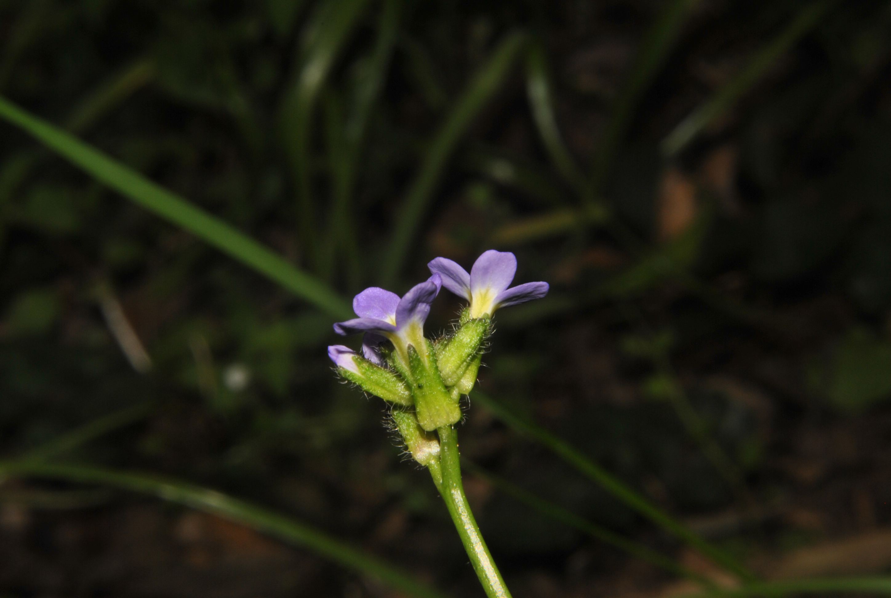 Arabis verna / Arabetta primaverile