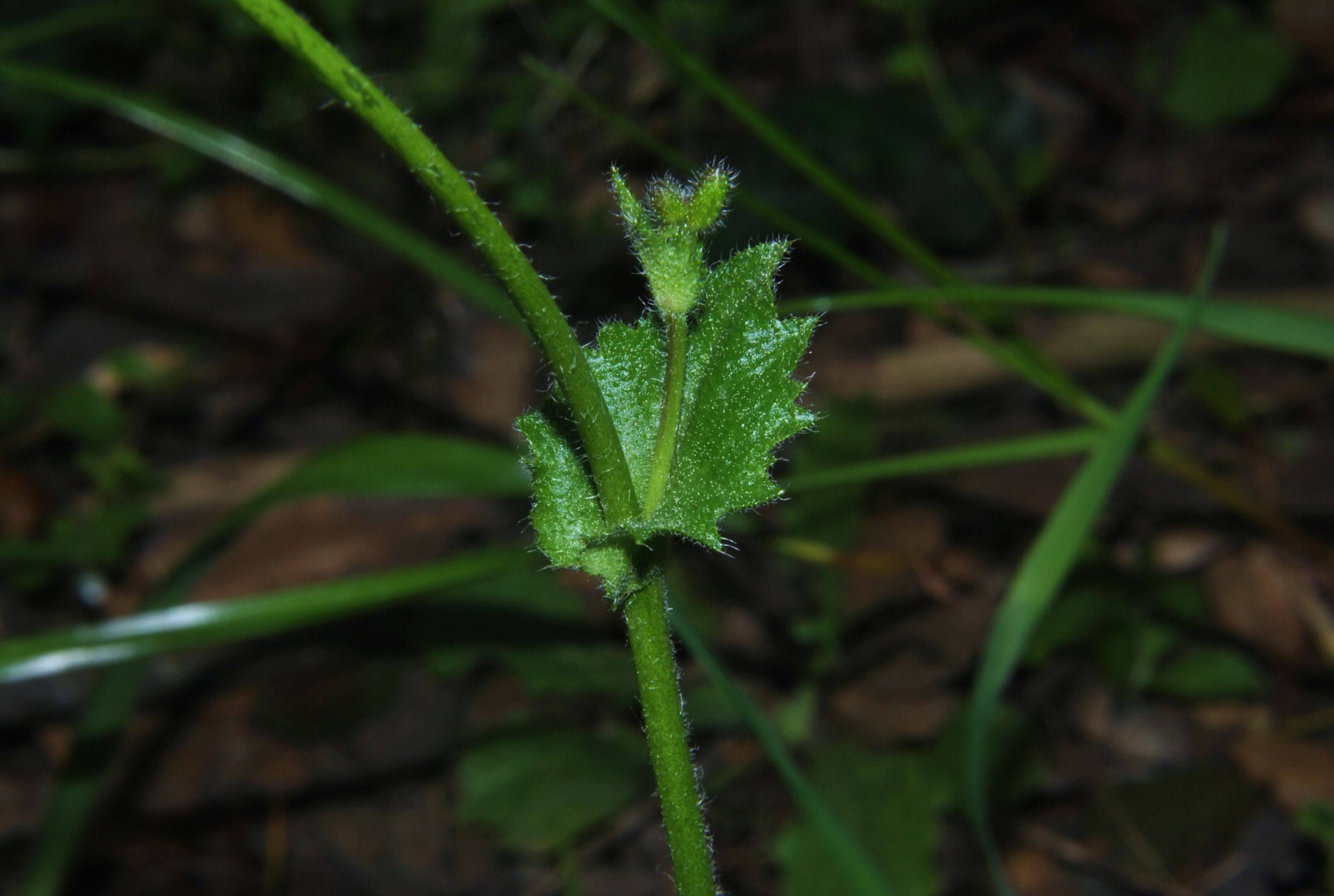Arabis verna / Arabetta primaverile