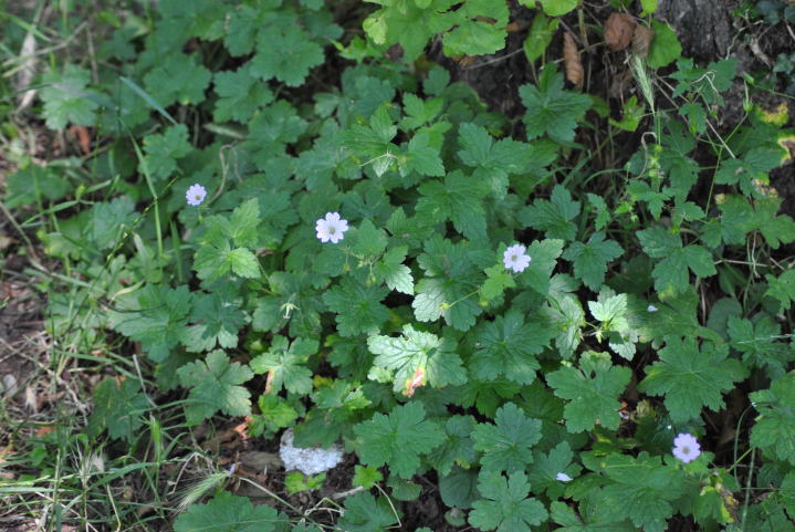 Geranium versicolor / Geranio striato