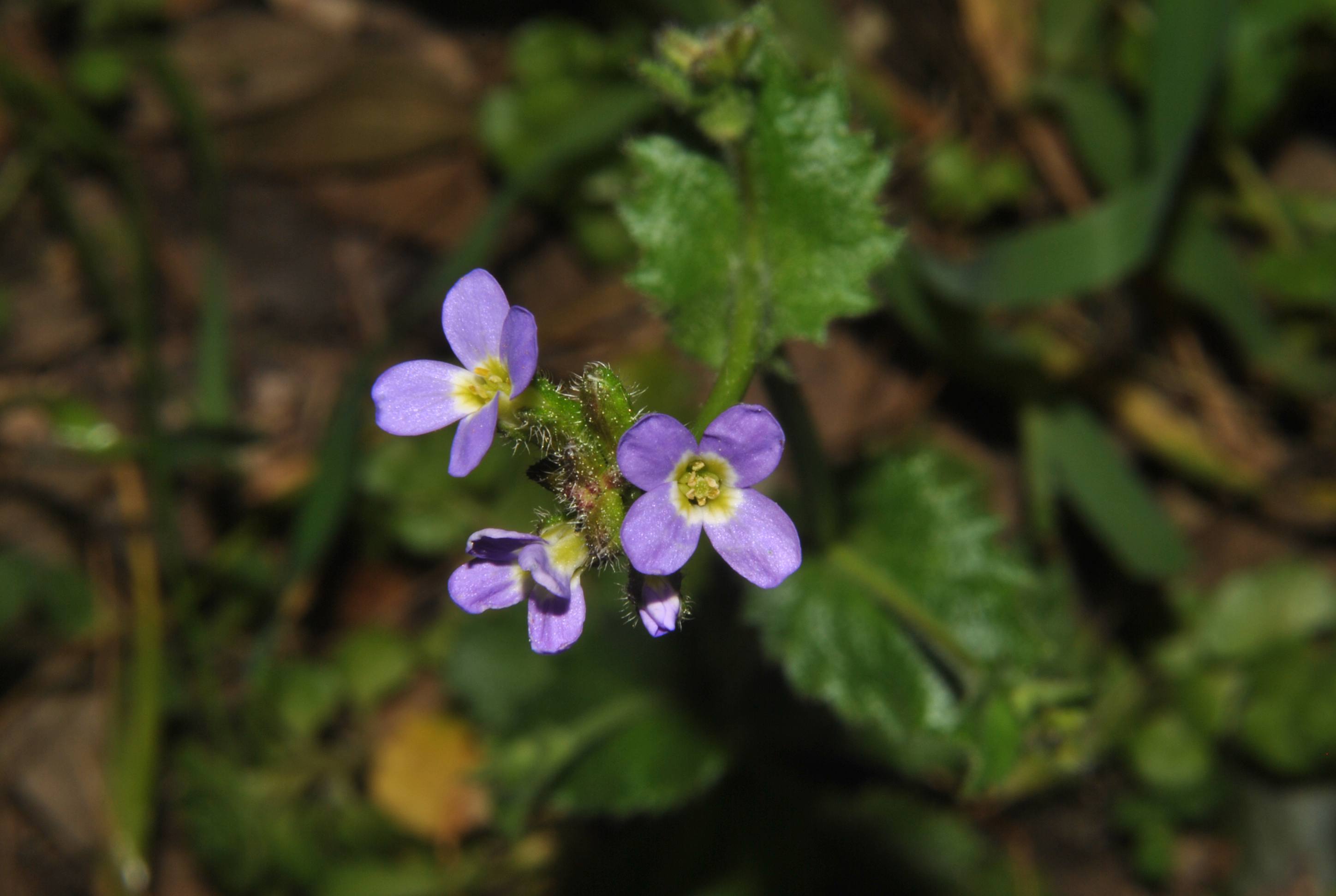 Arabis verna / Arabetta primaverile