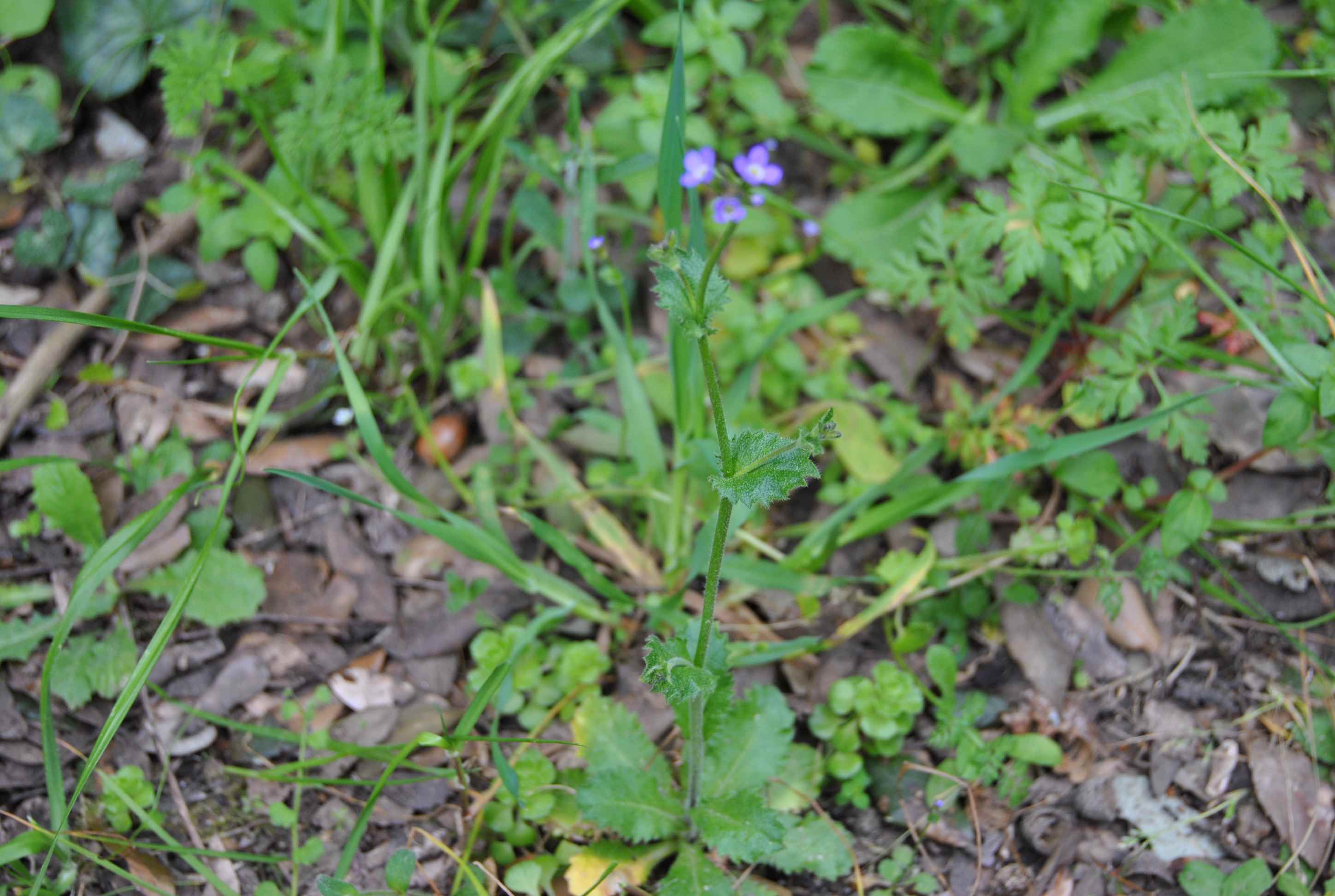 Arabis verna / Arabetta primaverile