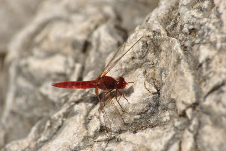 Aiuto ID - Crocothemis erythraea (maschio)