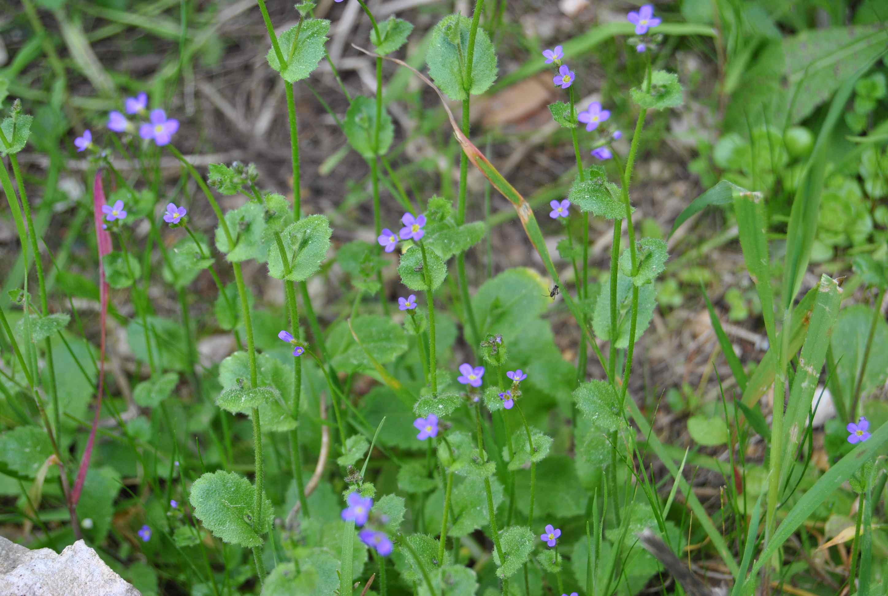 Arabis verna / Arabetta primaverile