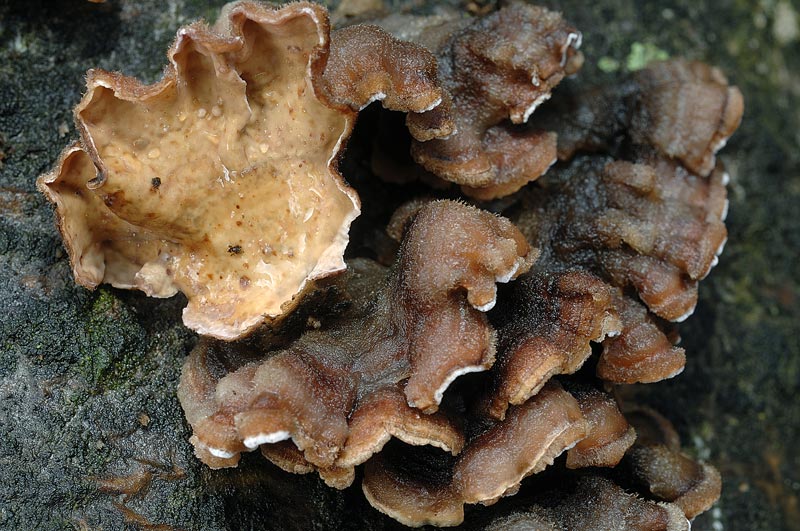 Chondrostereum purpureum da confermare - foto 6154