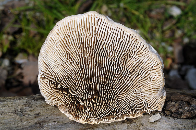 E'' Daedaleopsis confragosa? - foto 6434 (Lenzites warnieri)