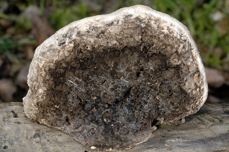 E'' Daedaleopsis confragosa? - foto 6434 (Lenzites warnieri)