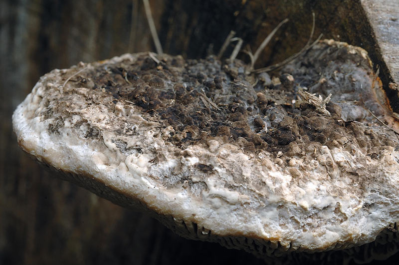 E'' Daedaleopsis confragosa? - foto 6434 (Lenzites warnieri)