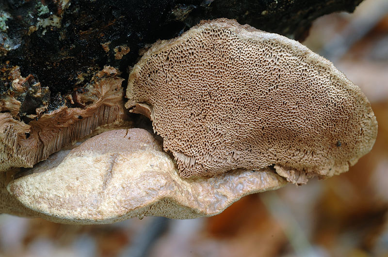 Hapalopilus rutilans di oggi-foto 6542(Hapalopilus rutilans)