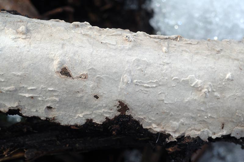 Forse ancora P. velutina - foto7068(Amylostereum laevigatum)