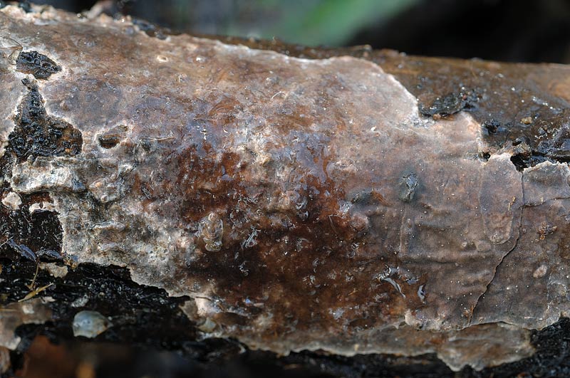 Forse ancora P. velutina - foto7068(Amylostereum laevigatum)