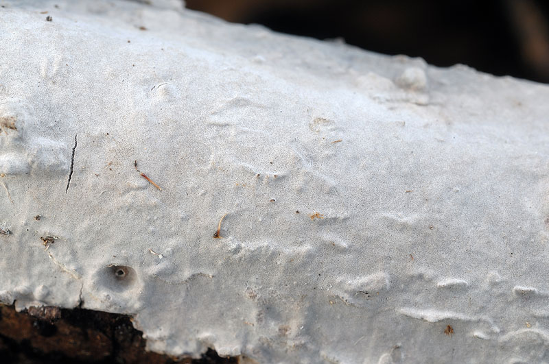 Forse ancora P. velutina - foto7068(Amylostereum laevigatum)
