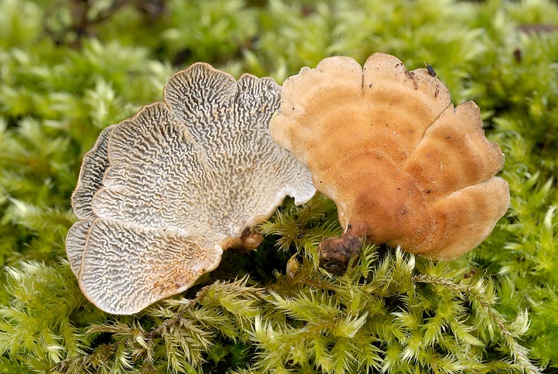 Probabilmente Plicaturopsis crispa  (Plicaturopsis crispa)