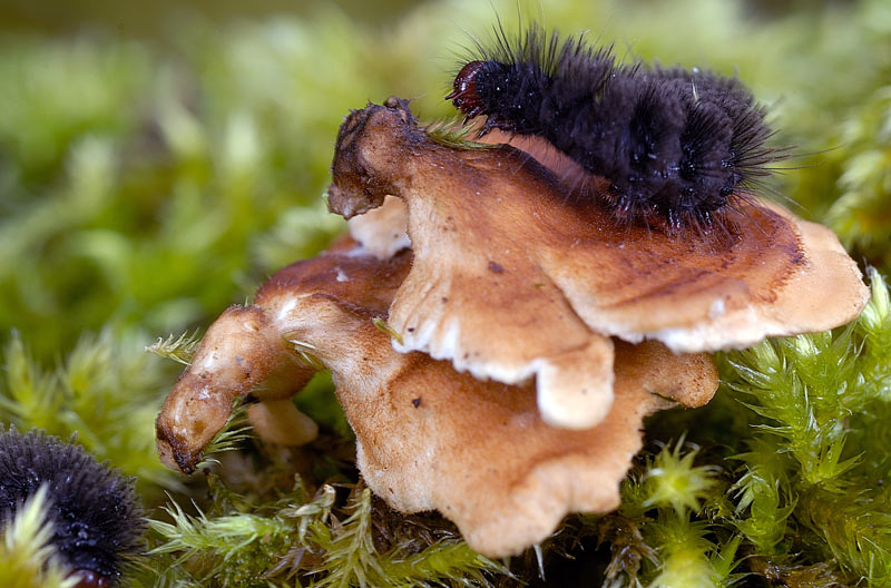 Probabilmente Plicaturopsis crispa  (Plicaturopsis crispa)