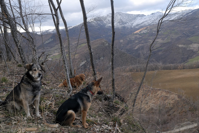 Qualche scatto di Stereum..almeno spero-foto3033(S.hirsutum)