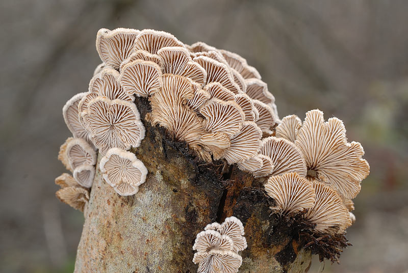 Lignicolo su pino - foto 3139 (Hymenochaete rubiginosa)