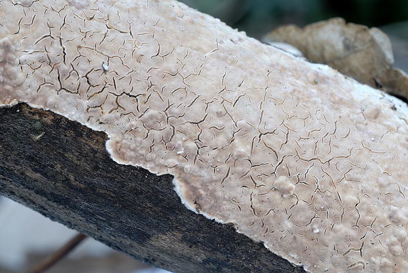 Uno crosta....per fare legna (Cylindrobasidium evolvens)