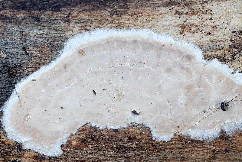 Uno crosta....per fare legna (Cylindrobasidium evolvens)