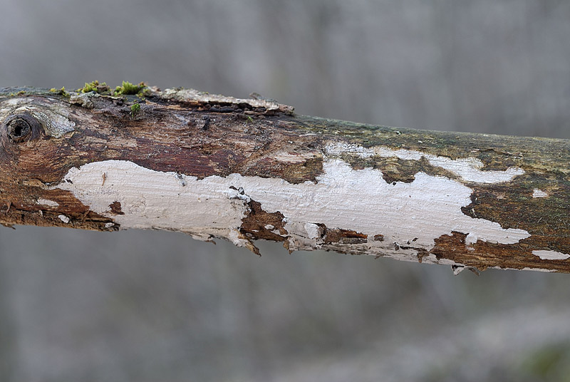 Macchie bianche su nocciolo (Exidiopsis calcea)