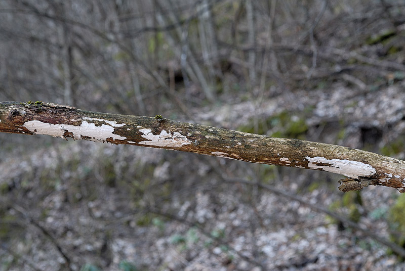 Macchie bianche su nocciolo (Exidiopsis calcea)