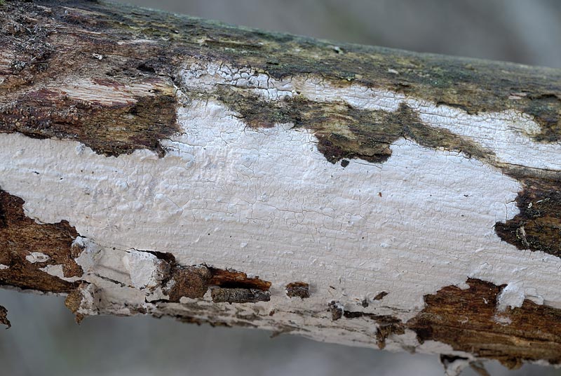 Macchie bianche su nocciolo (Exidiopsis calcea)