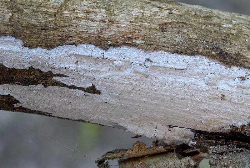 Macchie bianche su nocciolo (Exidiopsis calcea)