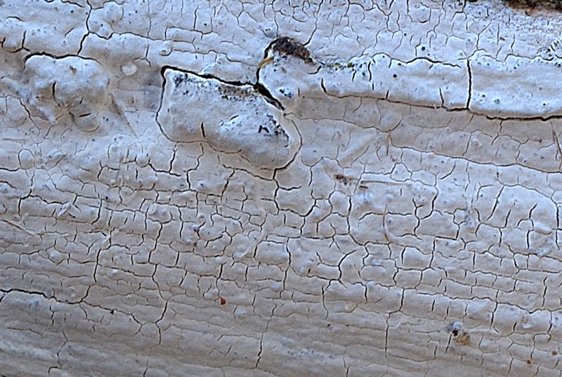 Macchie bianche su nocciolo (Exidiopsis calcea)