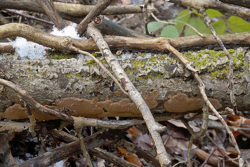 Ultima crosta della scora settimana (Phellinus conchatus)