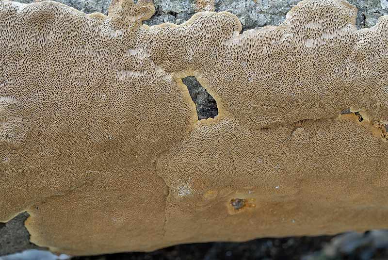 Ultima crosta della scora settimana (Phellinus conchatus)