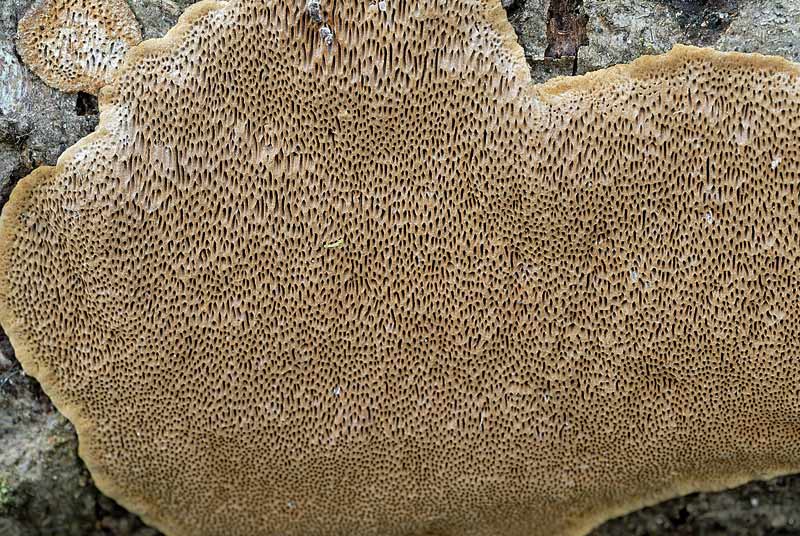 Ultima crosta della scora settimana (Phellinus conchatus)