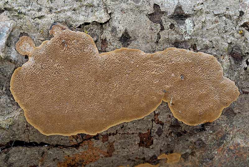 Ultima crosta della scora settimana (Phellinus conchatus)