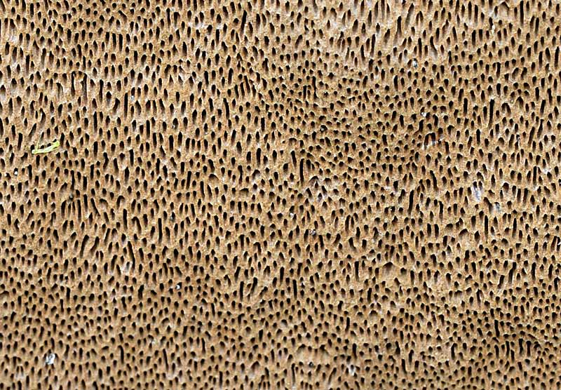 Ultima crosta della scora settimana (Phellinus conchatus)