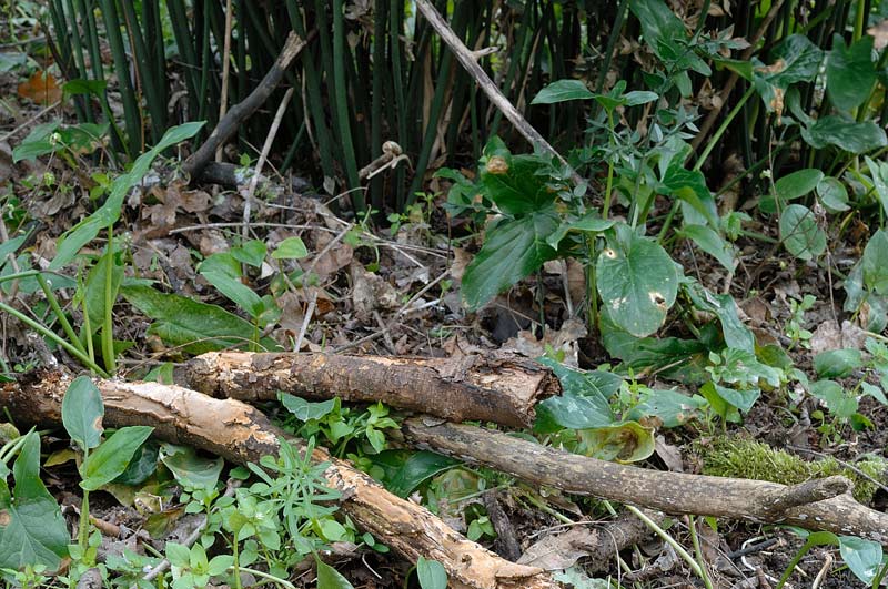 Crosta vicino a Ruscus - foto 0021 (Phellinus ferruginosus)