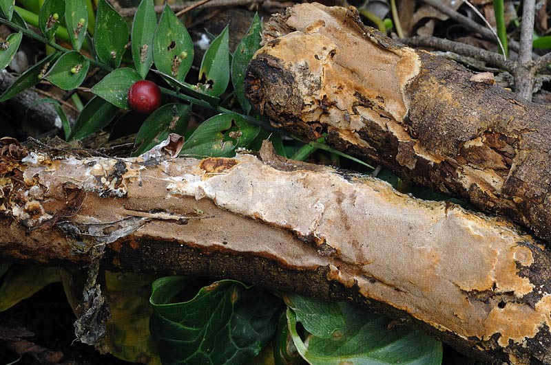 Crosta vicino a Ruscus - foto 0021 (Phellinus ferruginosus)