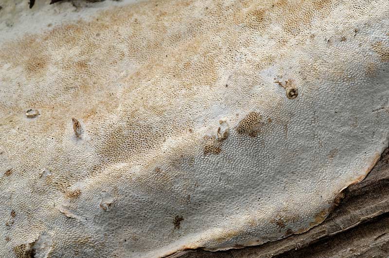 Crosta su abete - foto 0157 (Heterobasidion annosum)