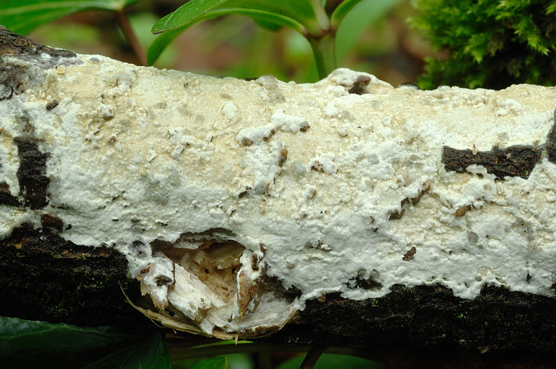 Una Crosta da studiare - foto 0423 (Phanerochaete sordida)