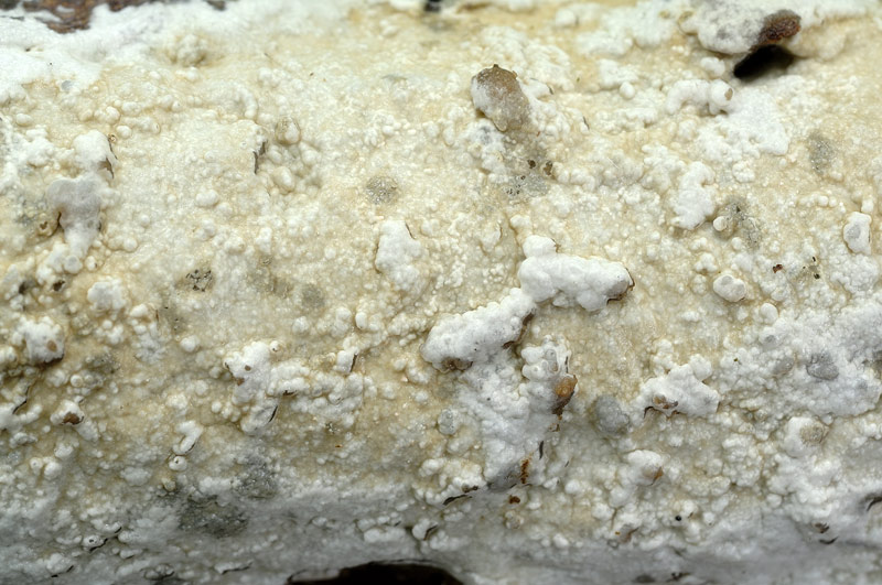 Una Crosta da studiare - foto 0423 (Phanerochaete sordida)