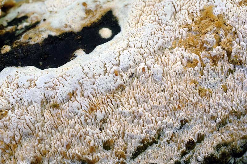 Crosta su faggio - foto 0477 (Schizopora paradoxa)