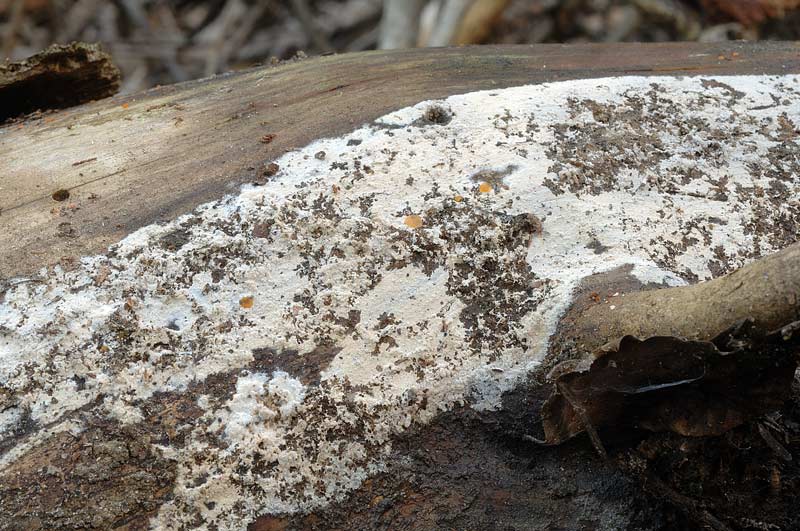 Due croste forse una su abete-foto0555(Hyphoderma setigerum)