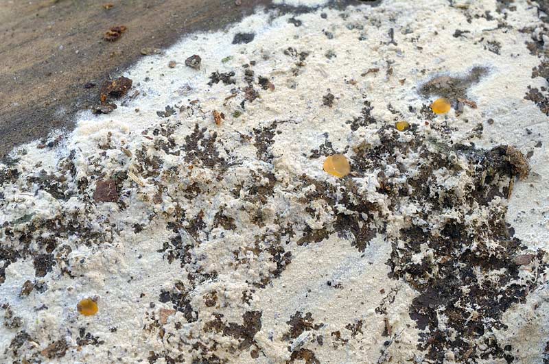 Due croste forse una su abete-foto0555(Hyphoderma setigerum)