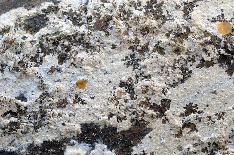 Due croste forse una su abete-foto0555(Hyphoderma setigerum)