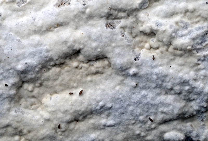 Crosta su latifoglia - foto 0766 (Phanerochaete sordida)