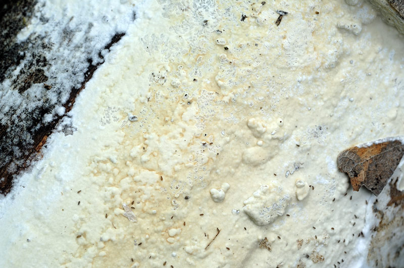 Crosta su latifoglia - foto 0766 (Phanerochaete sordida)